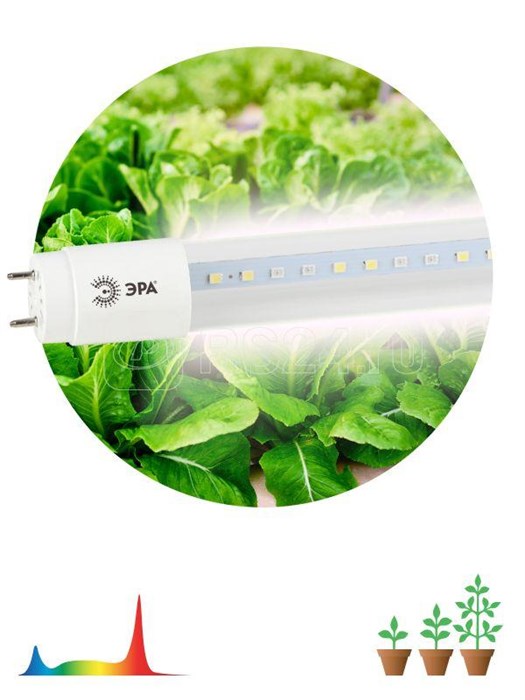 Б0042987 FITO-18W-Ra90-Т8-G13-NL полного спектра Лампа светодиодная для растений (уп.25шт.) ЭРА Б0042987 - фото 631156